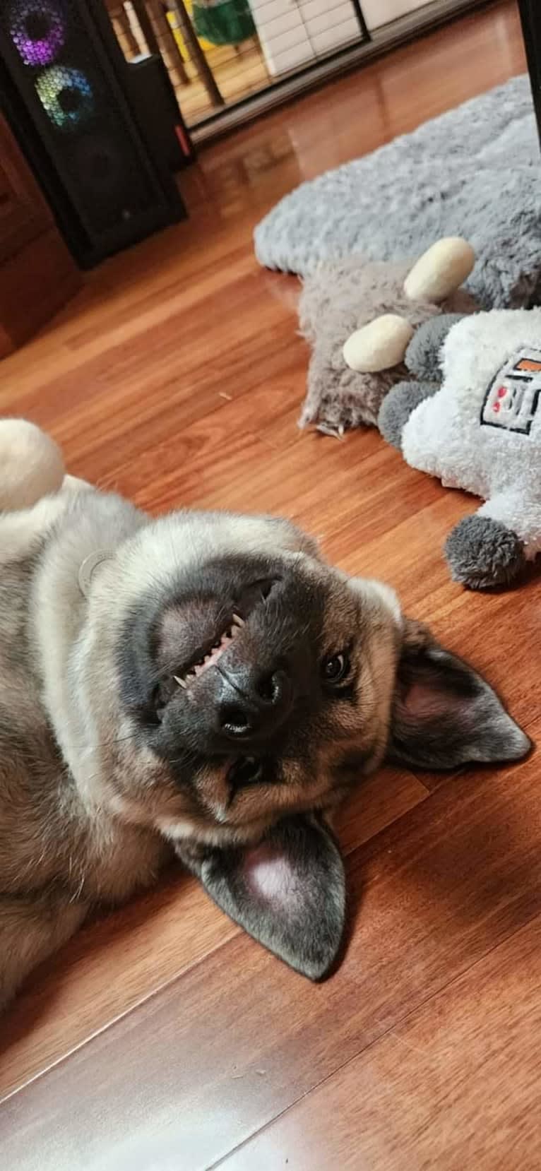 Ianto, a Norwegian Elkhound tested with EmbarkVet.com
