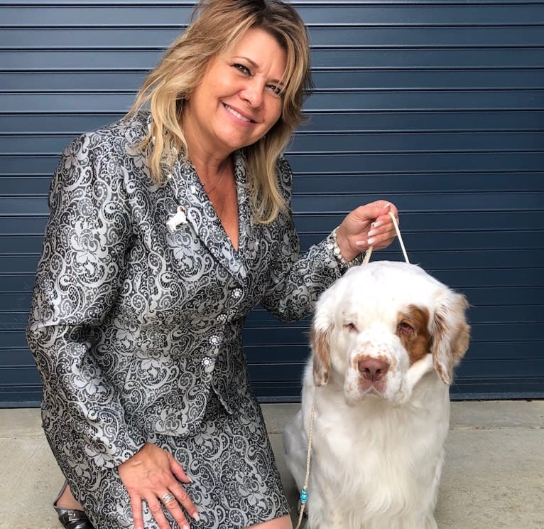 Cruise, a Clumber Spaniel tested with EmbarkVet.com