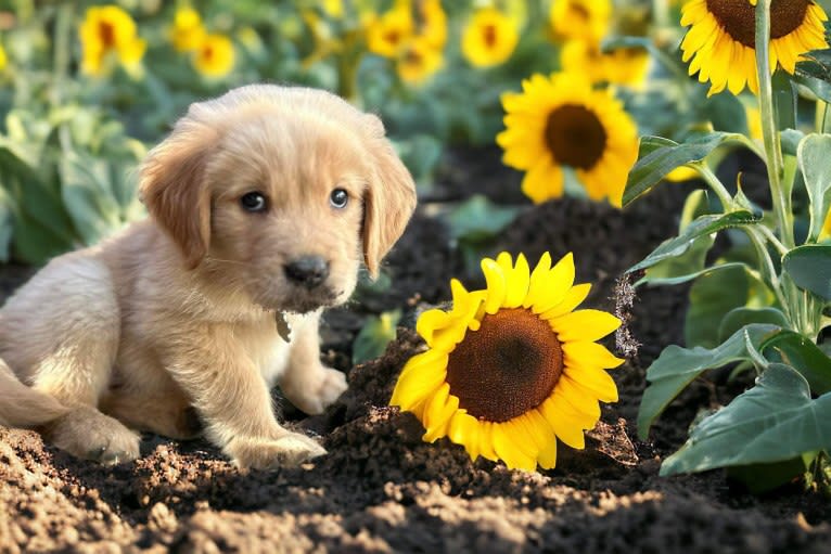 Ozzy, a Golden Retriever tested with EmbarkVet.com