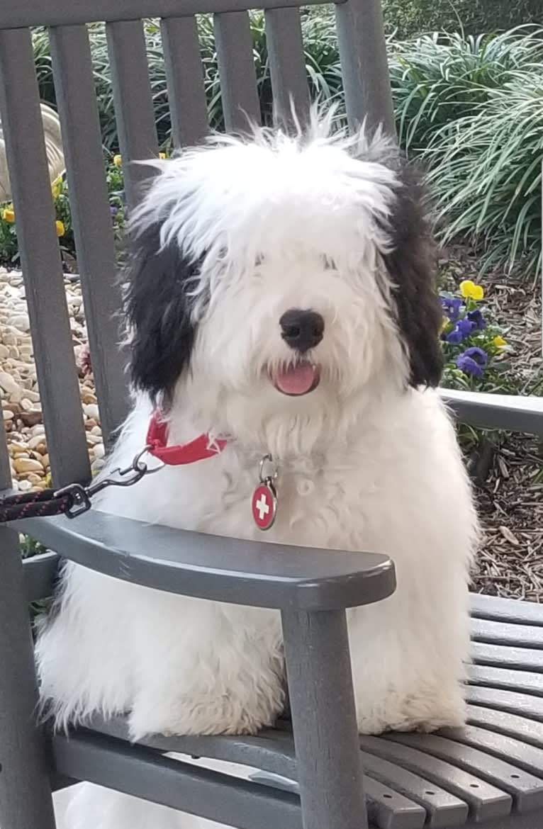 Bear, a Bernedoodle tested with EmbarkVet.com