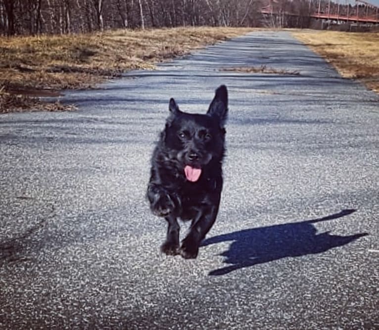 Little Bear, an Australian Cattle Dog and Shih Tzu mix tested with EmbarkVet.com