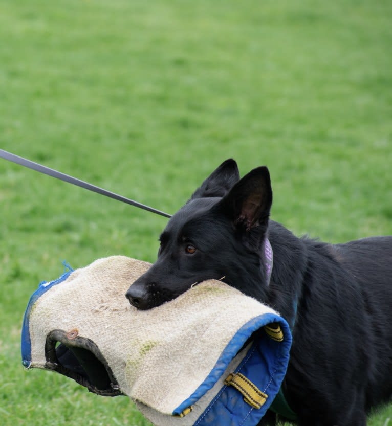 Jetta, a German Shepherd Dog tested with EmbarkVet.com