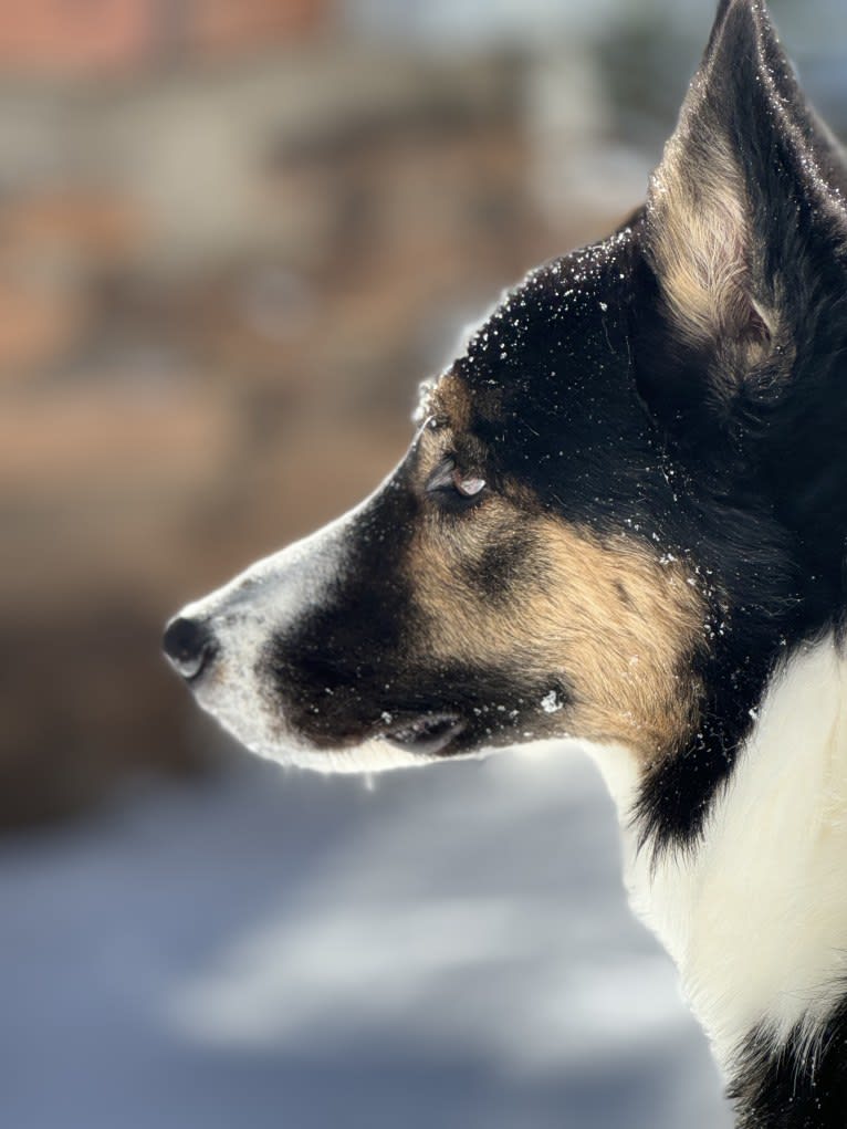 Charlie, an Australian Shepherd and Siberian Husky mix tested with EmbarkVet.com