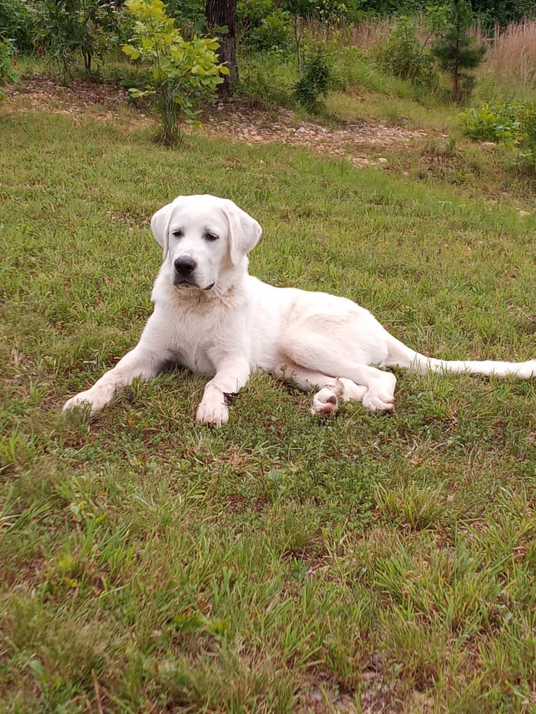 Aladdin, a Great Pyrenees tested with EmbarkVet.com