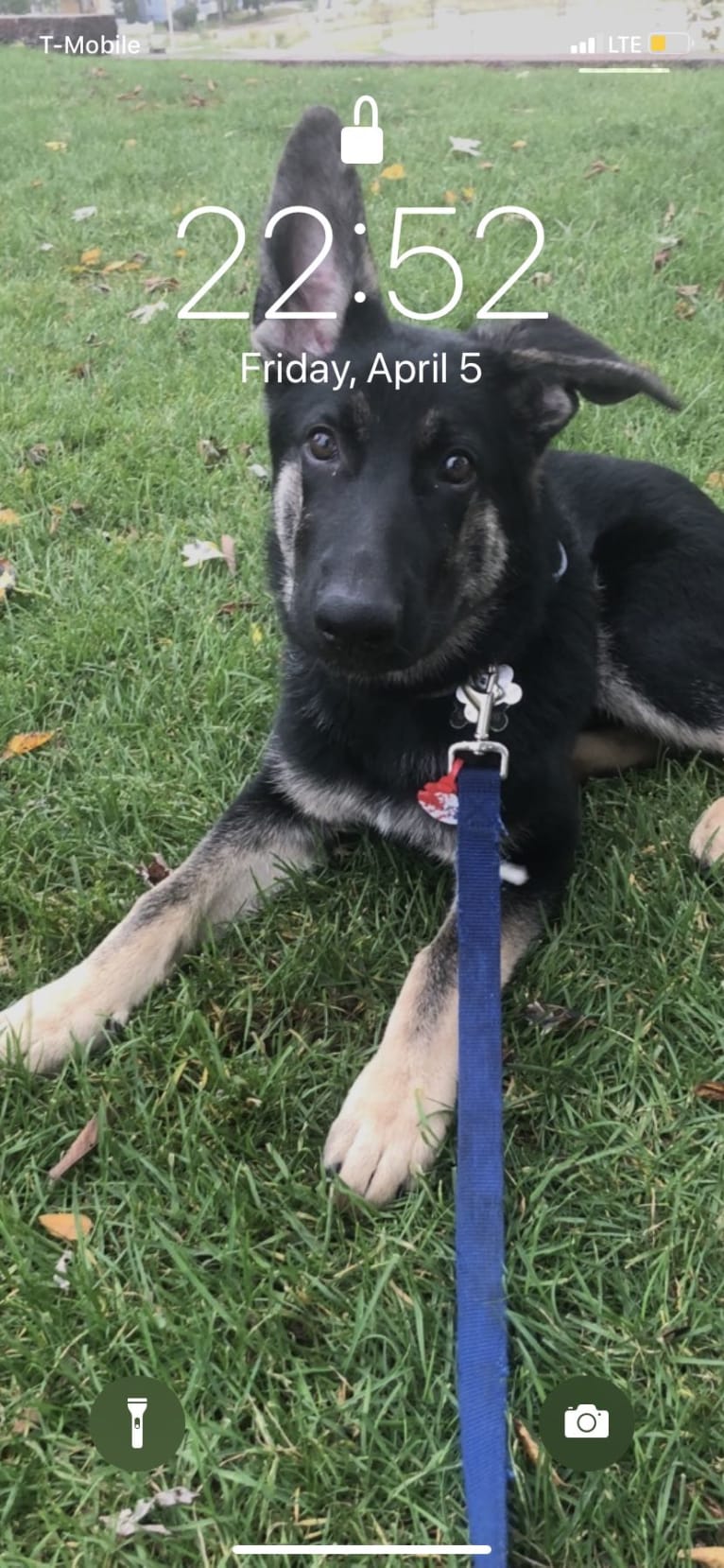 Zeus, a German Shepherd Dog tested with EmbarkVet.com