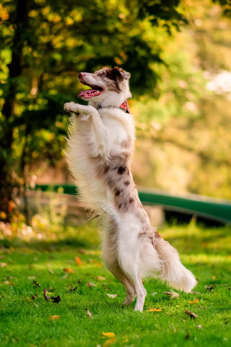 Spurs N Ashes, a Border Collie tested with EmbarkVet.com