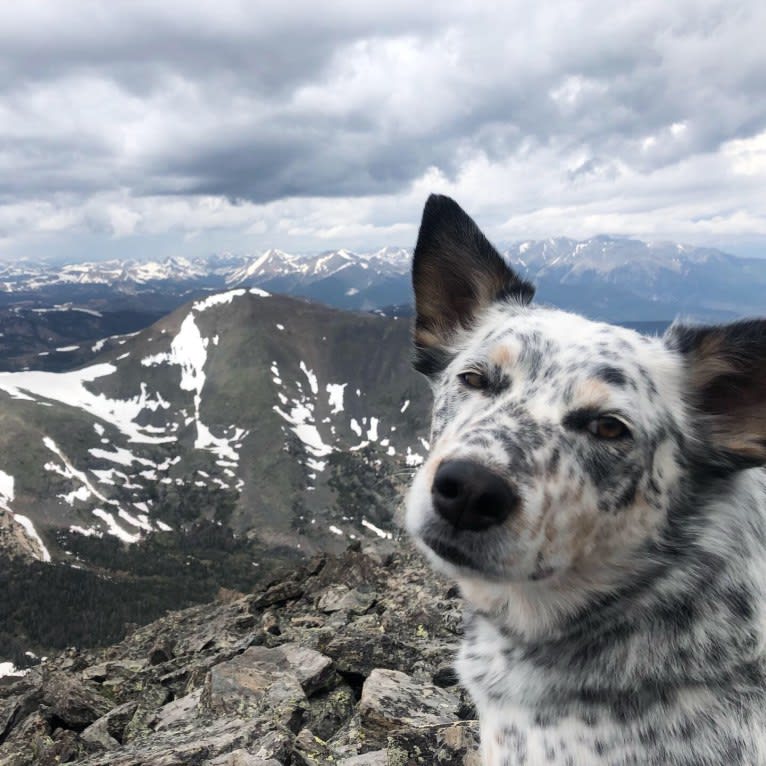 Dux, an Australian Cattle Dog and Border Collie mix tested with EmbarkVet.com