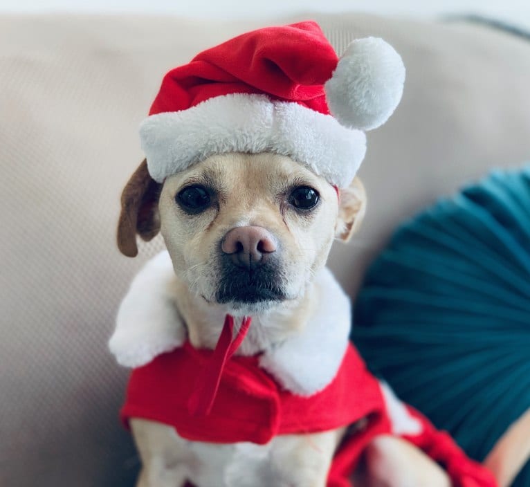 Dusty, a Poodle (Small) and Chihuahua mix tested with EmbarkVet.com