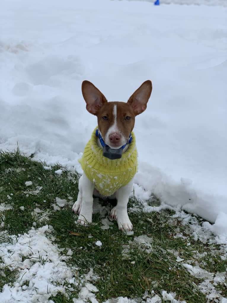 Wally, a Russell-type Terrier tested with EmbarkVet.com