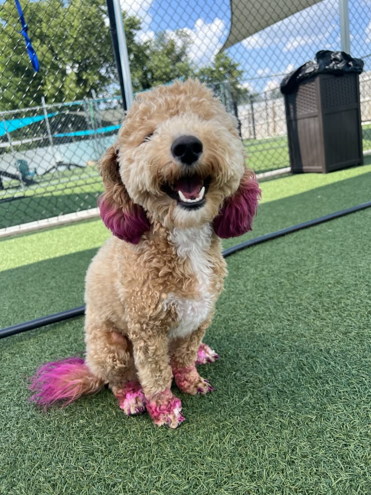 Bailee, a Bichonpoo tested with EmbarkVet.com