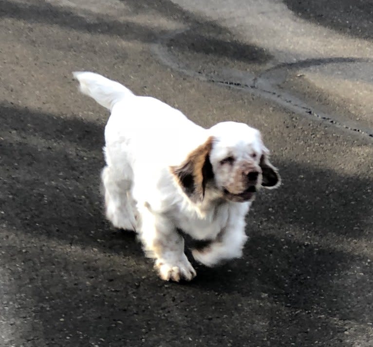 Daisy, a Clumber Spaniel tested with EmbarkVet.com