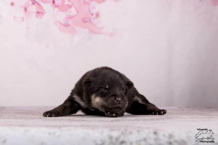 Blue, a Finnish Lapphund tested with EmbarkVet.com