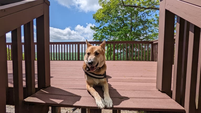 Loki, a German Shepherd Dog and Siberian Husky mix tested with EmbarkVet.com