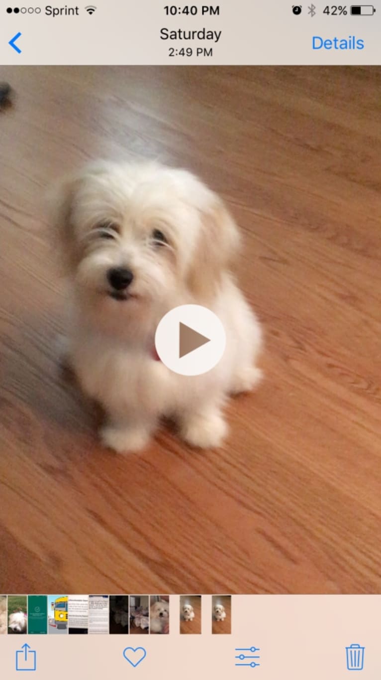 Chloe, a Pomeranian and Chihuahua mix tested with EmbarkVet.com