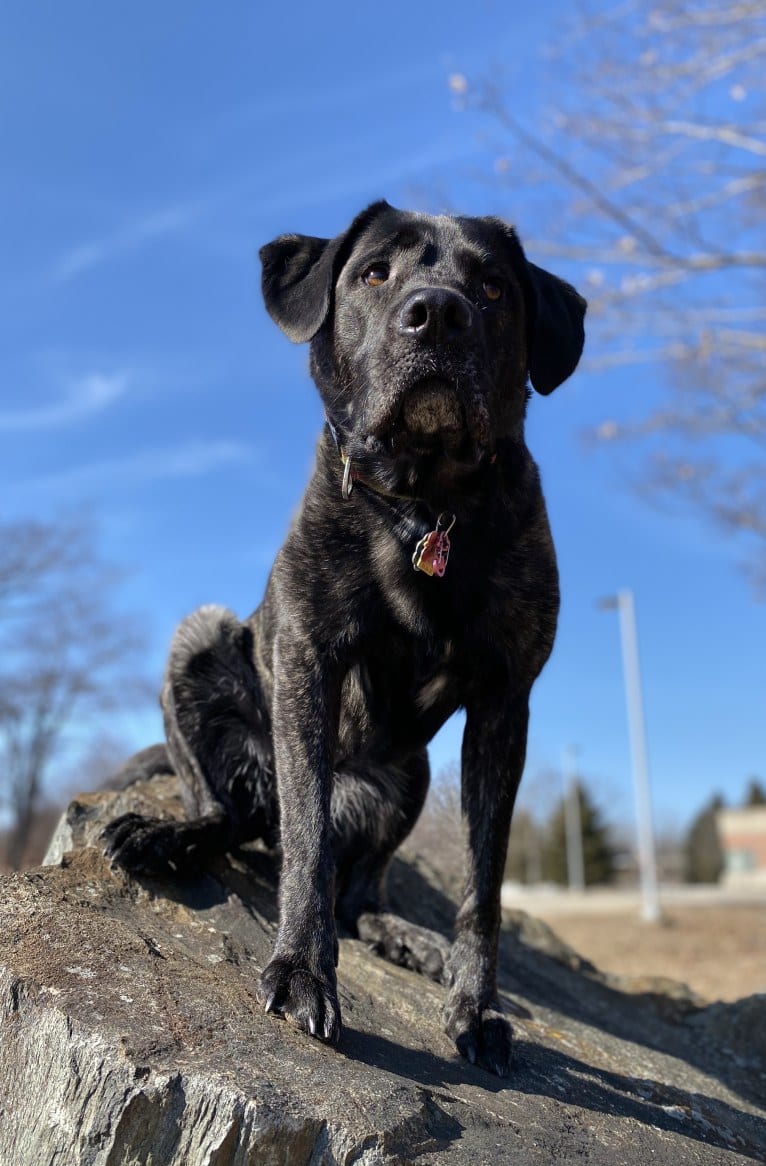 Ula, a Labrador Retriever and Saint Bernard mix tested with EmbarkVet.com