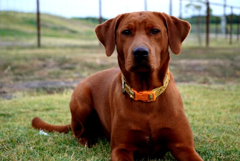 Lava, a Labrador Retriever tested with EmbarkVet.com