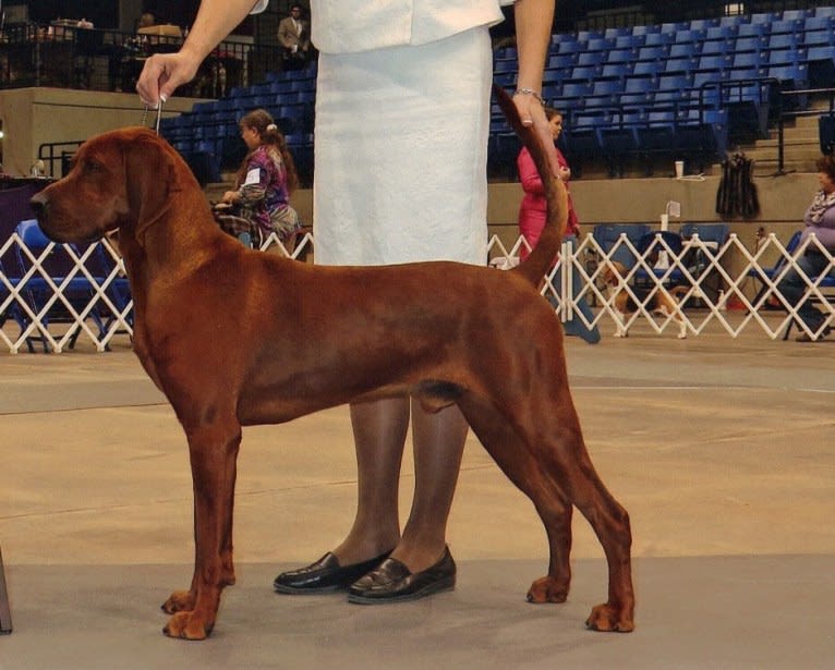 GUNNER, a Redbone Coonhound tested with EmbarkVet.com