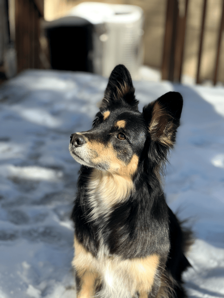 Luna, an Australian Cattle Dog and Chow Chow mix tested with EmbarkVet.com