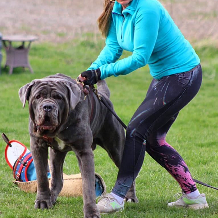 Kaiser, a Neapolitan Mastiff tested with EmbarkVet.com