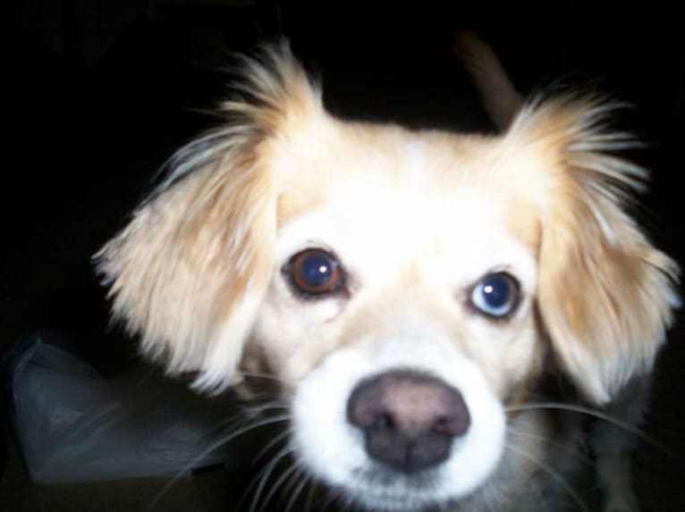 Missy, a Cocker Spaniel and Pomeranian mix tested with EmbarkVet.com