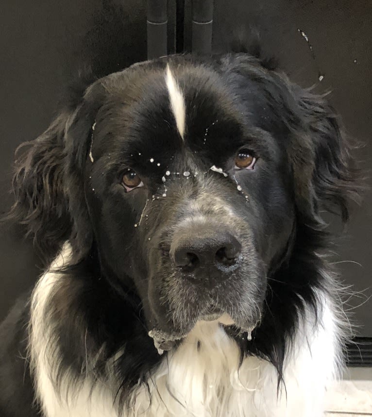 Huey, a Newfoundland tested with EmbarkVet.com