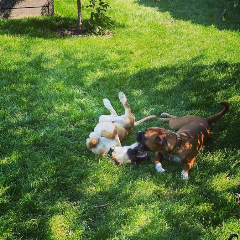 Sawyer, a Boxer and Great Pyrenees mix tested with EmbarkVet.com