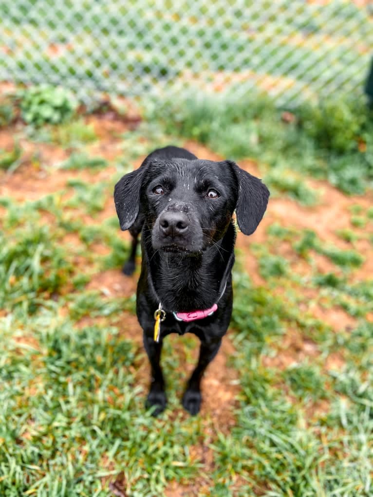 Mia, a Chihuahua and Rat Terrier mix tested with EmbarkVet.com