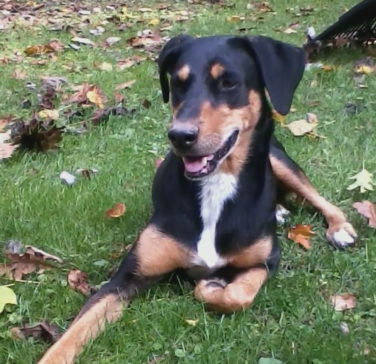 Jinx, a Doberman Pinscher and English Springer Spaniel mix tested with EmbarkVet.com