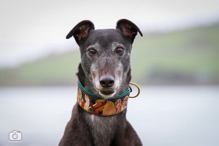 Barry (Inca Ace), a Greyhound tested with EmbarkVet.com