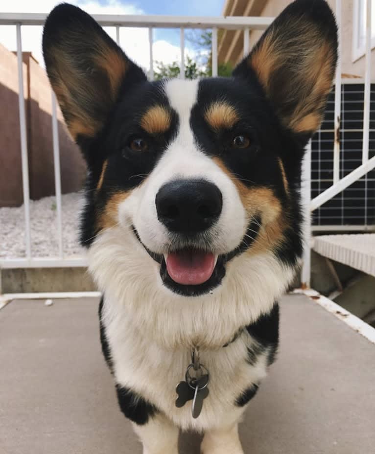 Curby, a Pembroke Welsh Corgi tested with EmbarkVet.com