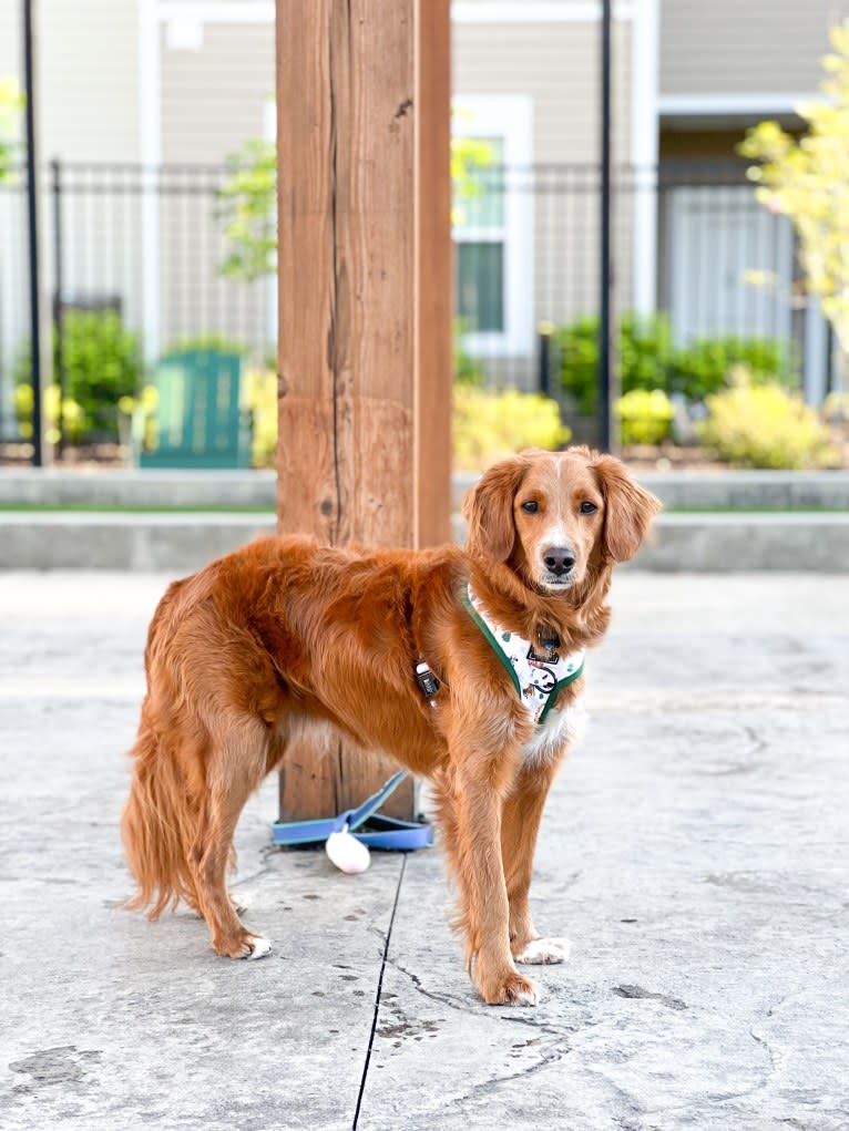 Benny, a Goldendoodle tested with EmbarkVet.com