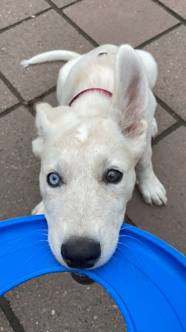 Princess Luna Rose, an Australian Cattle Dog and Siberian Husky mix tested with EmbarkVet.com