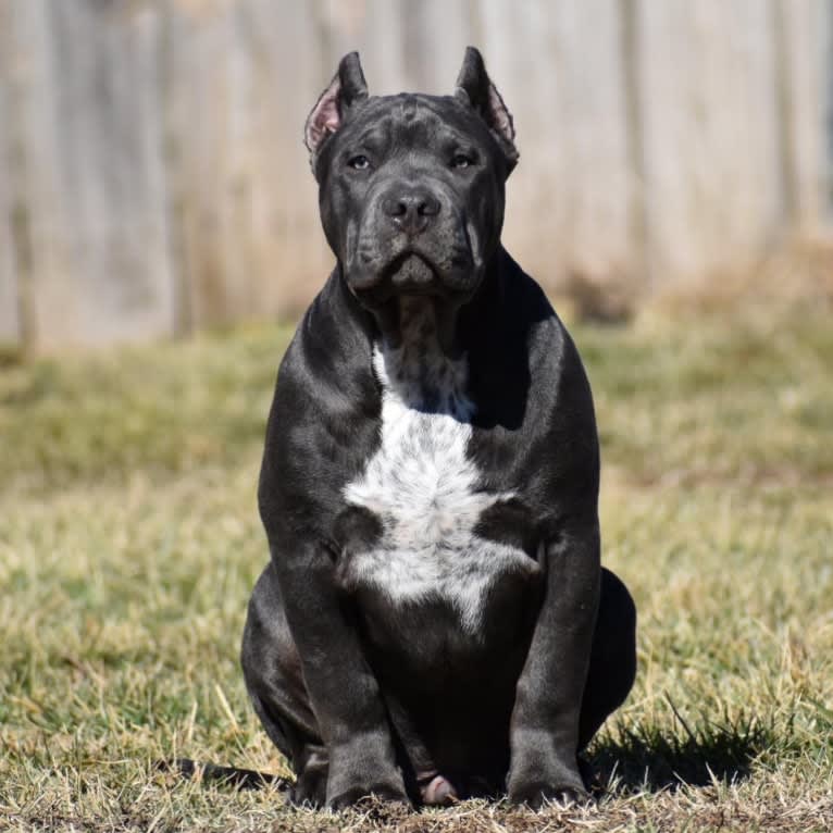 Sanctified Bullies Royce, an American Bully tested with EmbarkVet.com