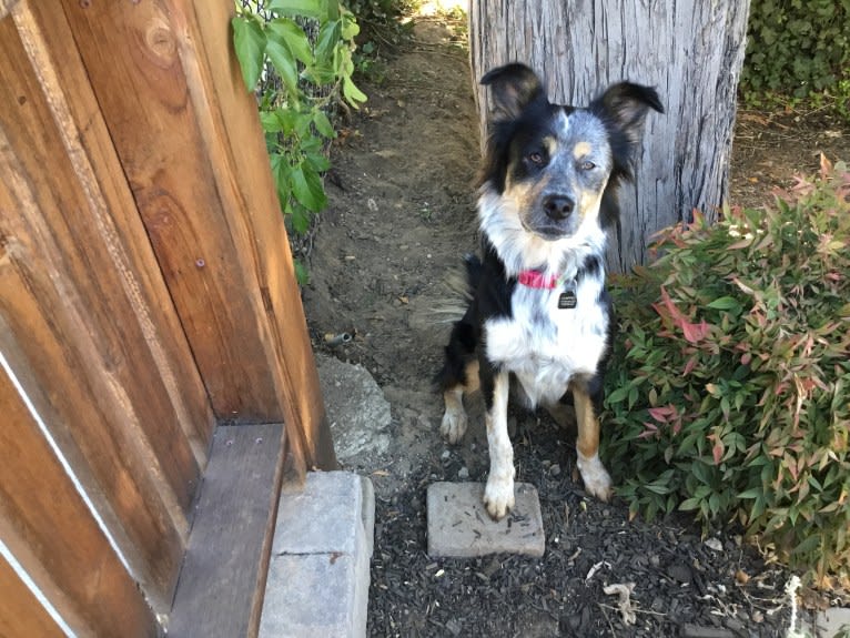 Tallulah, an Australian Cattle Dog and American Pit Bull Terrier mix tested with EmbarkVet.com