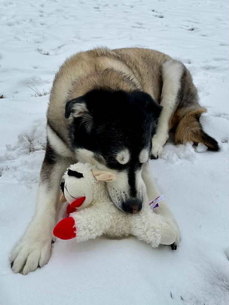 Keira, an Alaskan Malamute and Siberian Husky mix tested with EmbarkVet.com