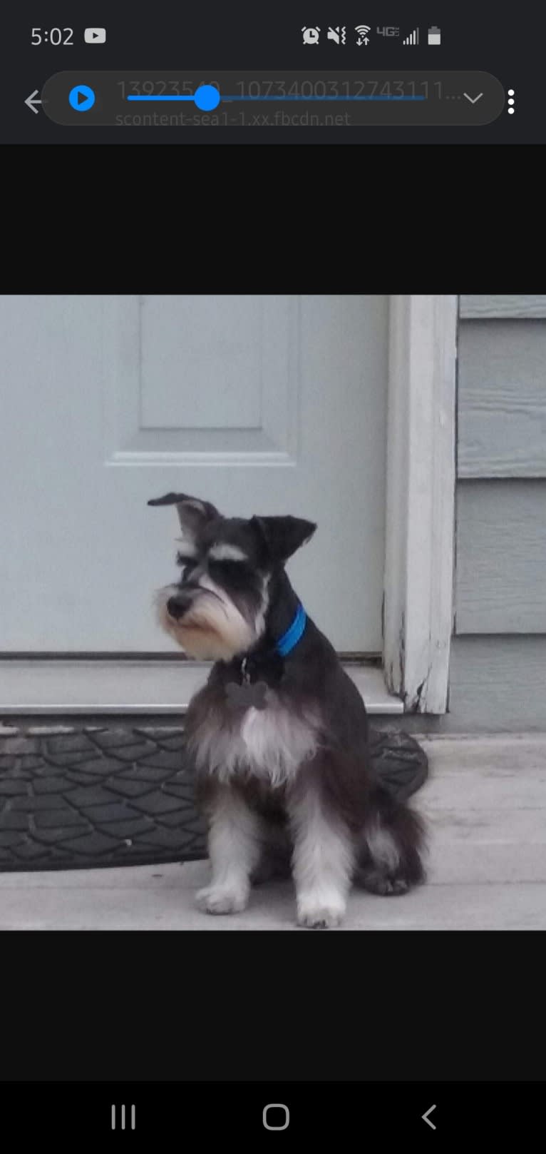 Sawyer, a Miniature Schnauzer tested with EmbarkVet.com