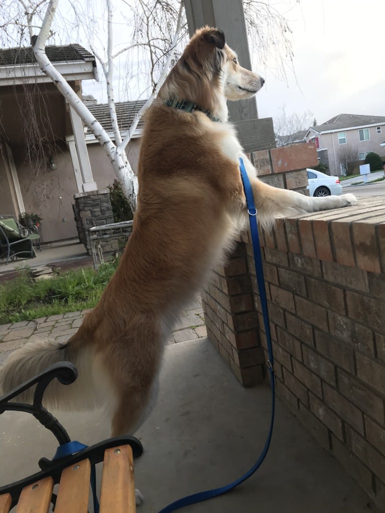 Shelby, a Border Collie and Great Pyrenees mix tested with EmbarkVet.com