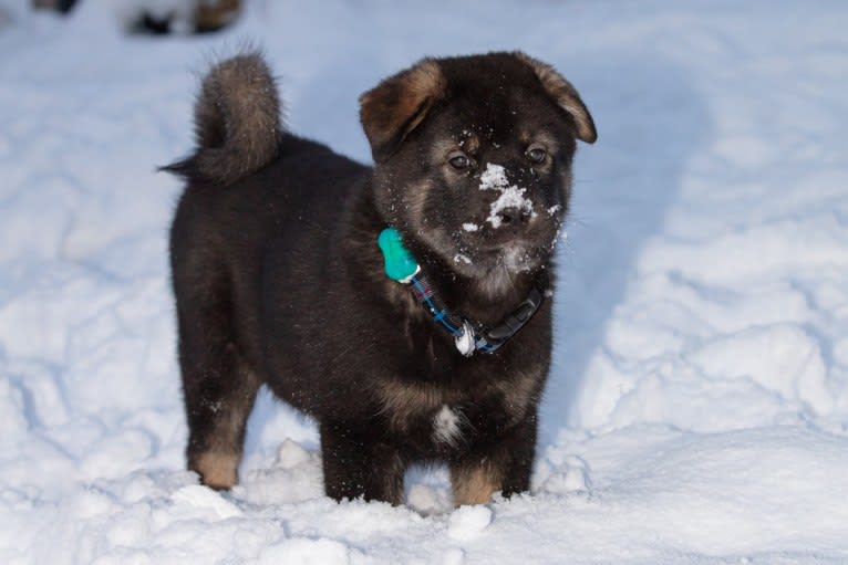 Kaiju Bear, an Akita and Alaskan Malamute mix tested with EmbarkVet.com