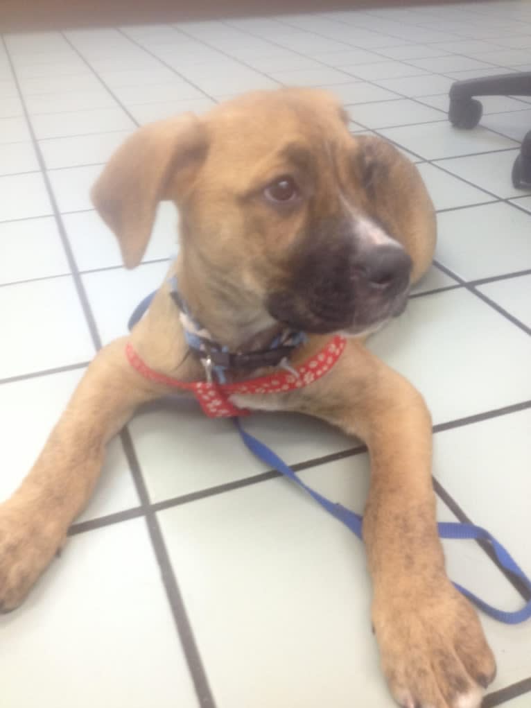 Chubs, an American Bulldog and Siberian Husky mix tested with EmbarkVet.com