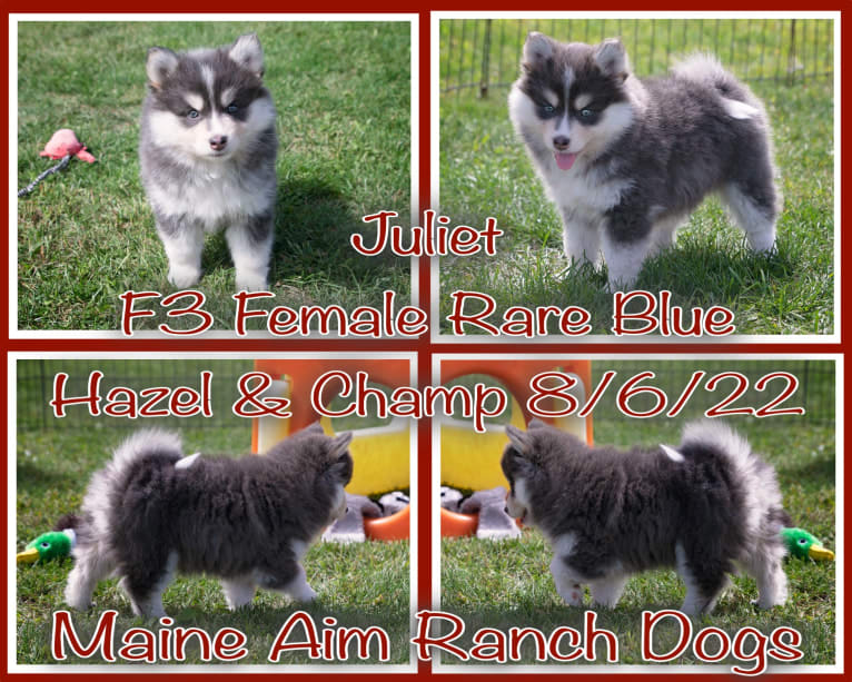 Aspen/Juliet, a Pomsky tested with EmbarkVet.com
