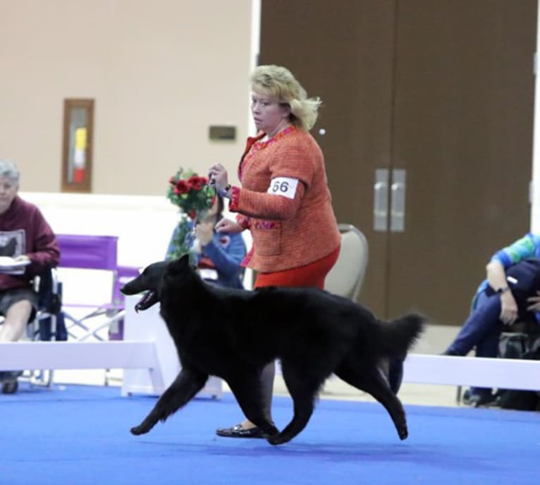 Gypsy, a Belgian Shepherd tested with EmbarkVet.com