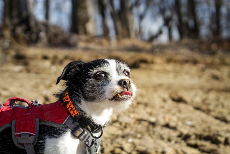 Run D.M.Zeke, a Boston Terrier and Maltese mix tested with EmbarkVet.com