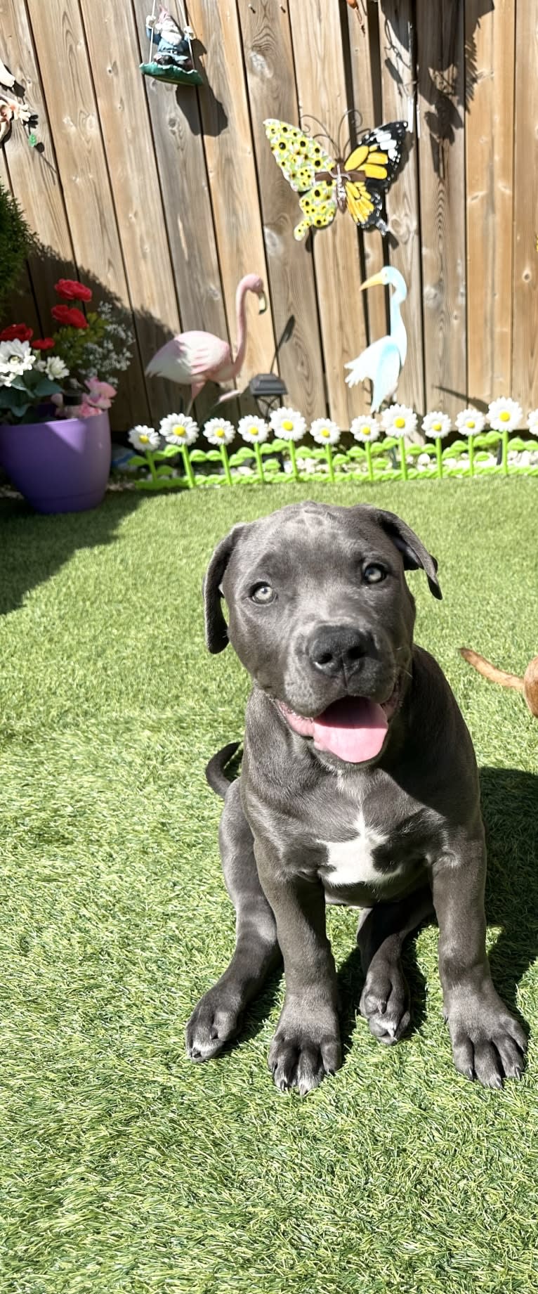 Storm, an American Bully tested with EmbarkVet.com