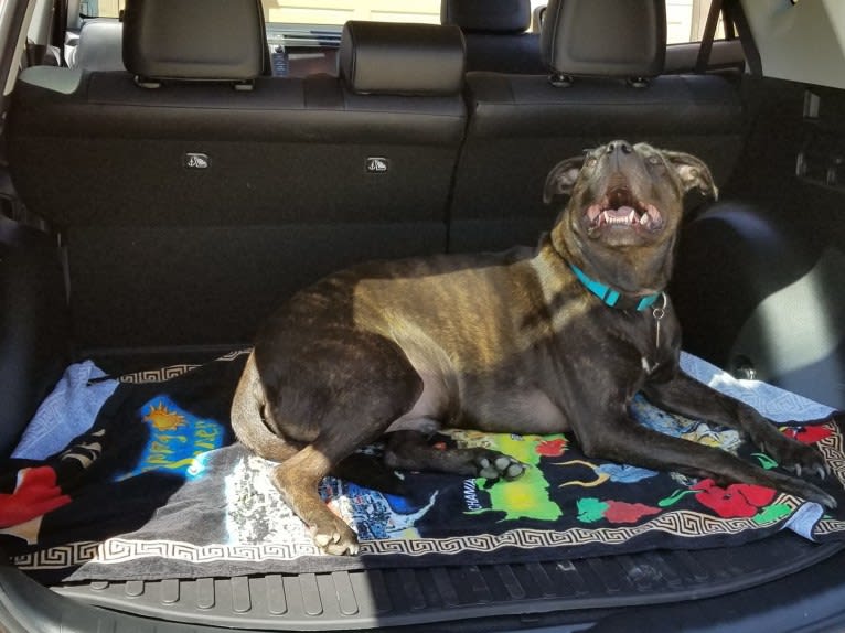 Zeke, an American Pit Bull Terrier and Great Dane mix tested with EmbarkVet.com