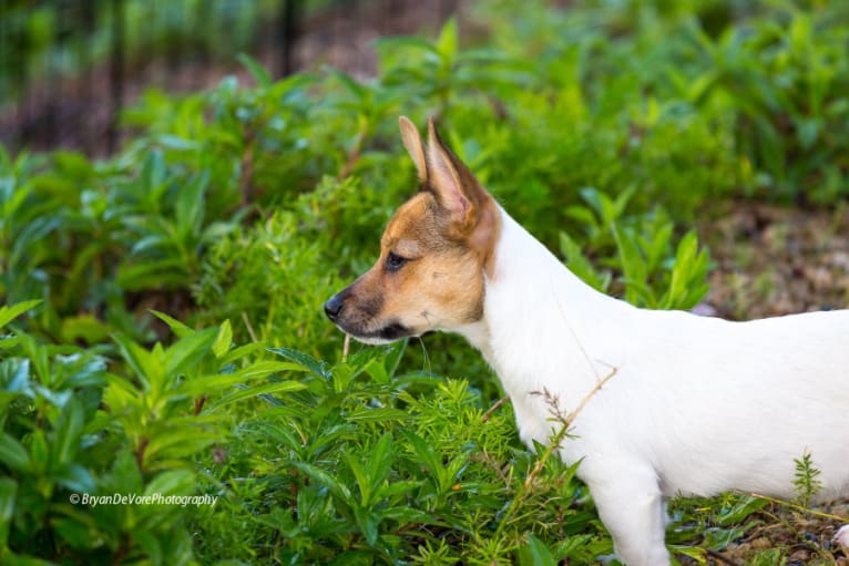 Tooey, a Chihuahua and Rat Terrier mix tested with EmbarkVet.com