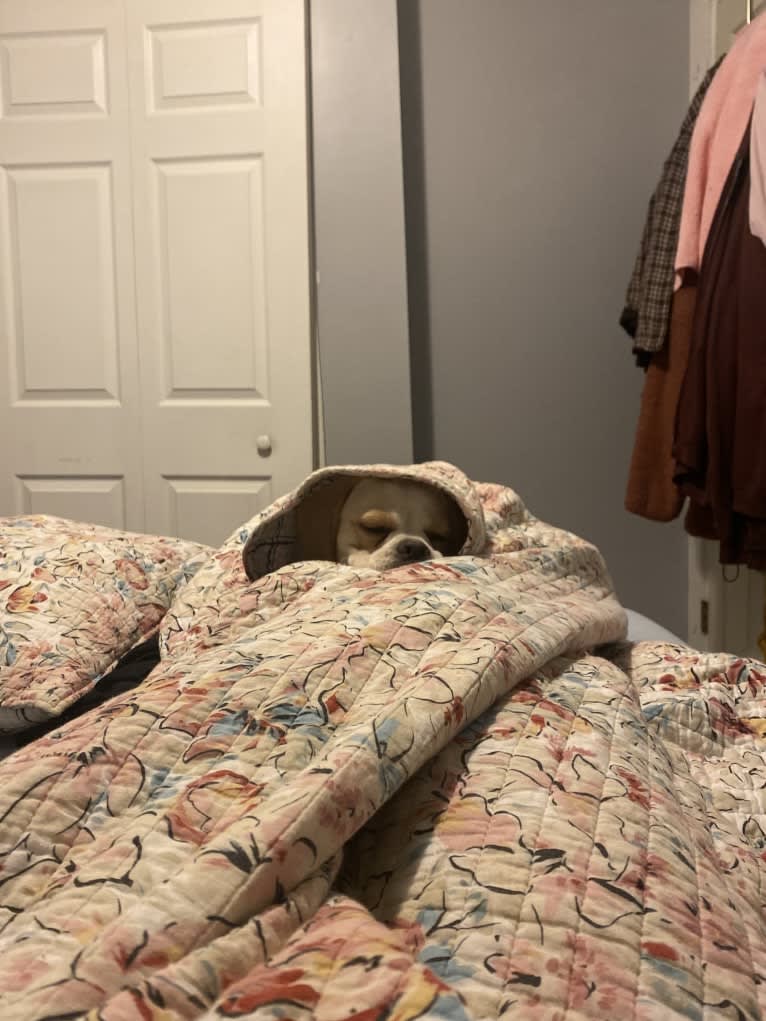 Honey, a Puggle tested with EmbarkVet.com