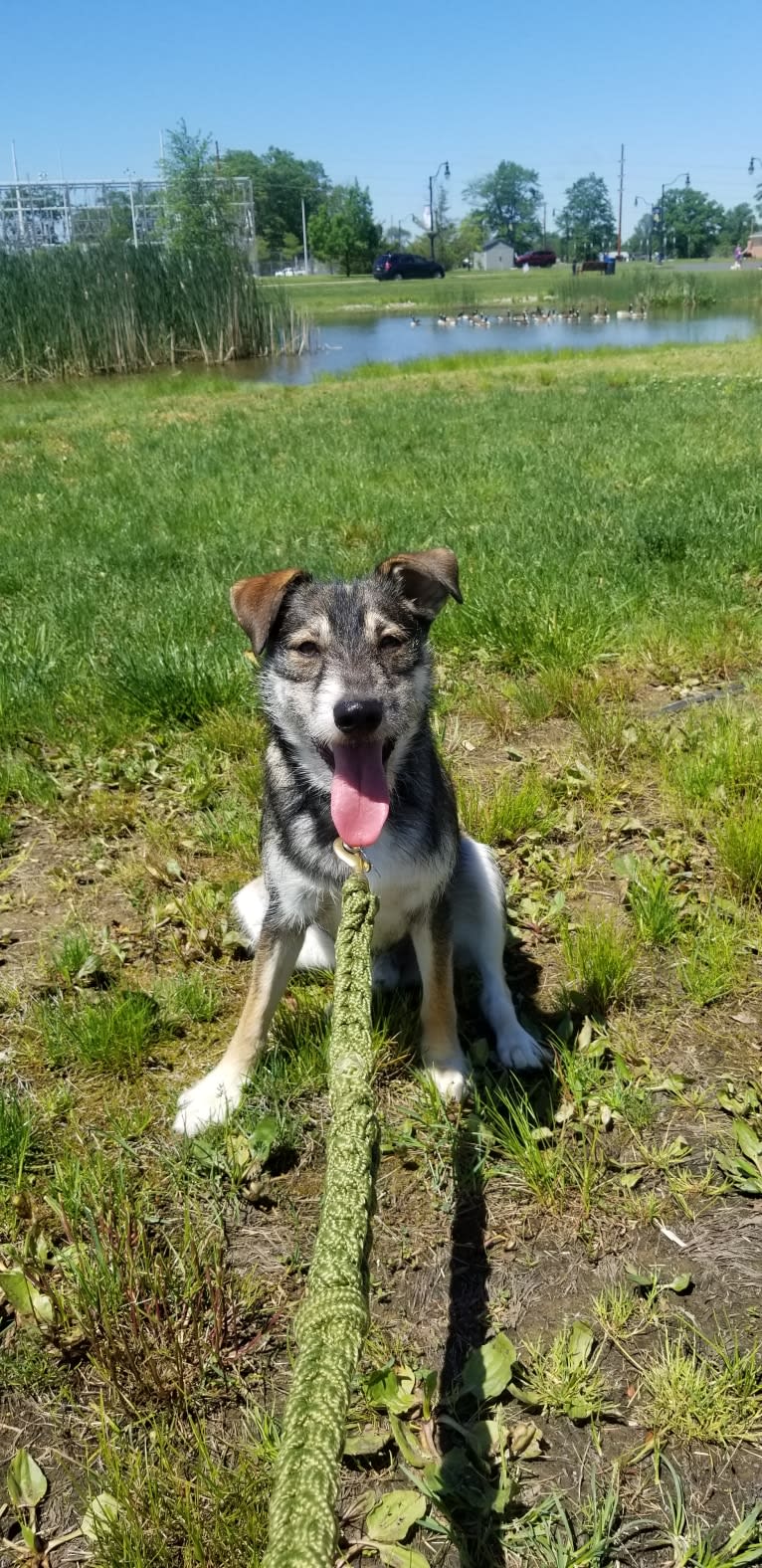 Dexter, a Miniature Schnauzer and Australian Cattle Dog mix tested with EmbarkVet.com