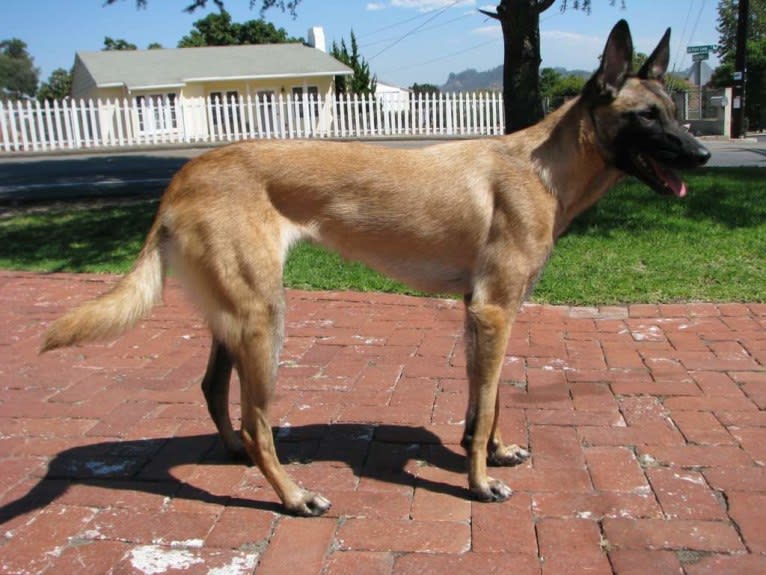 Dottie von Vogeley, a Belgian Shepherd tested with EmbarkVet.com