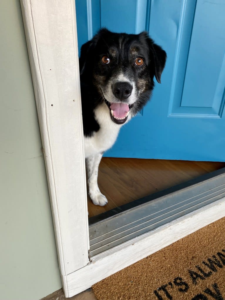 Happ, an Australian Shepherd and Border Collie mix tested with EmbarkVet.com