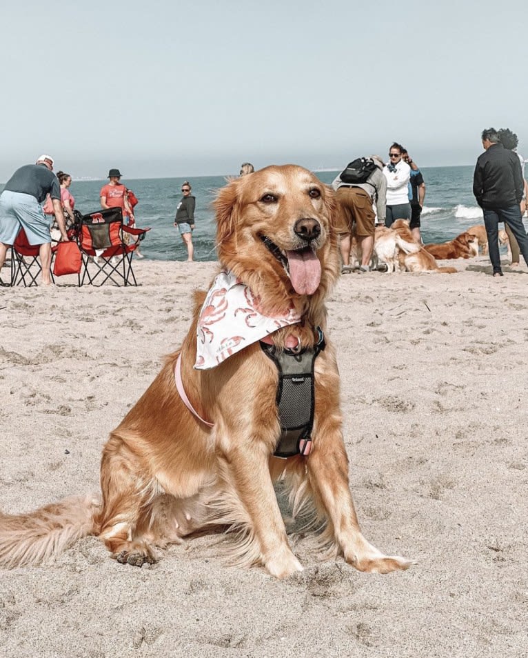 Marley, a Golden Retriever tested with EmbarkVet.com